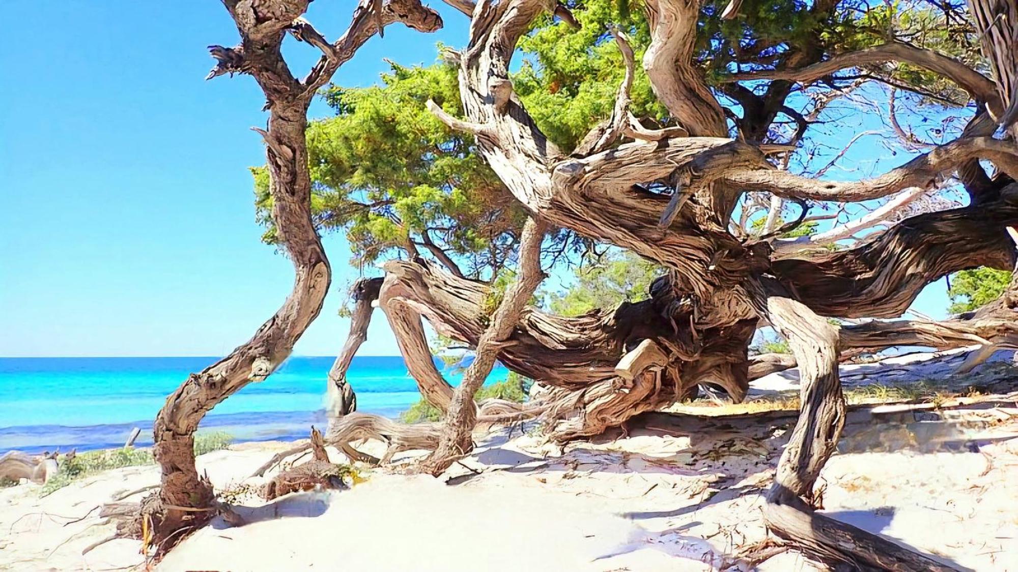 Appartement Vue Sur Mer Santa-Maria-di-Lota エクステリア 写真
